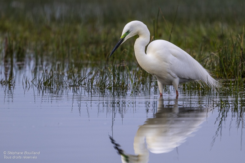 Grande Aigrette (Ardea alba - Great Egret)