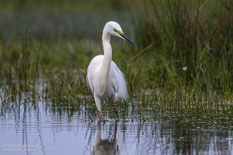 Grande Aigrette (Ardea alba - Great Egret)