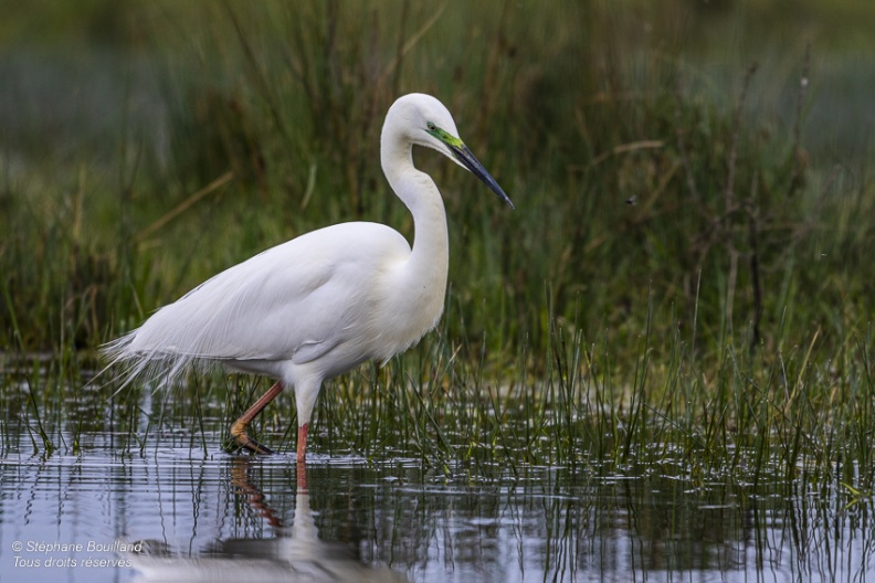 Grande Aigrette (Ardea alba - Great Egret)