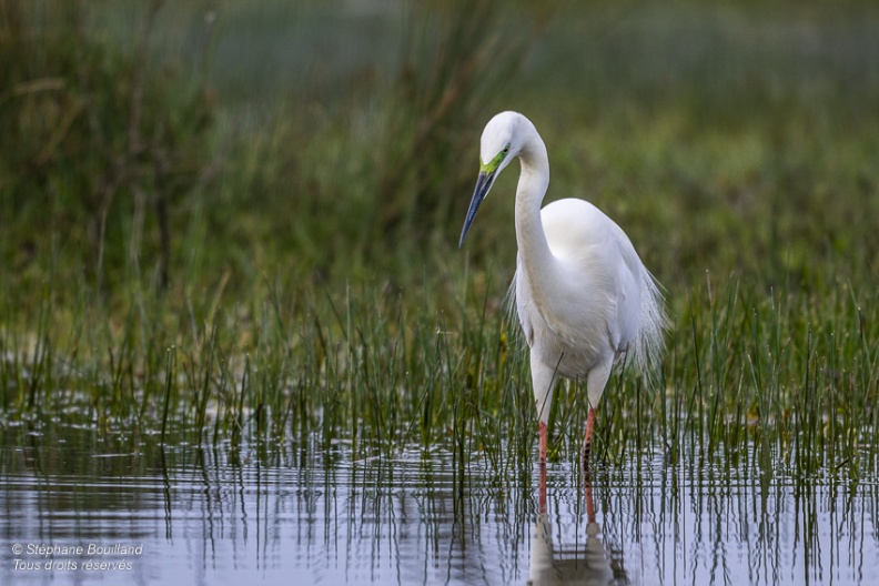 Grande Aigrette (Ardea alba - Great Egret)