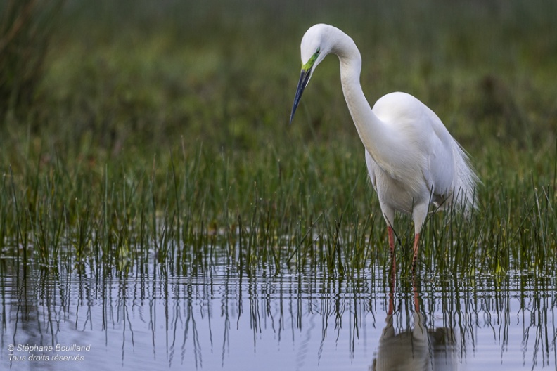 Grande Aigrette (Ardea alba - Great Egret)