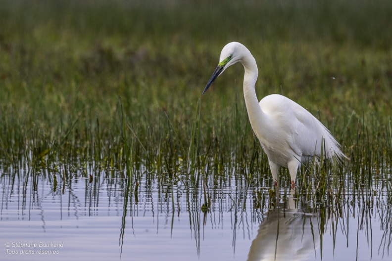 Grande Aigrette (Ardea alba - Great Egret)