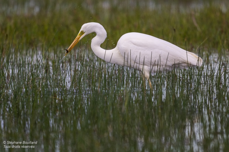 Grande Aigrette (Ardea alba - Great Egret)