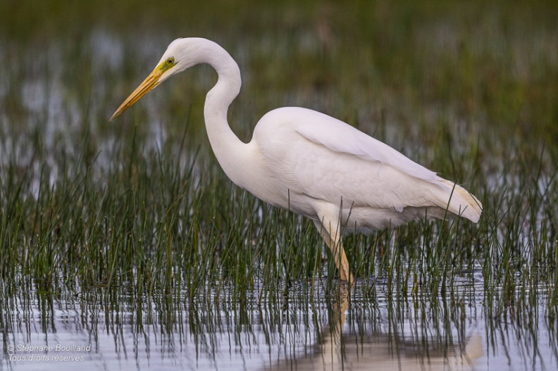 Grande Aigrette (Ardea alba - Great Egret)