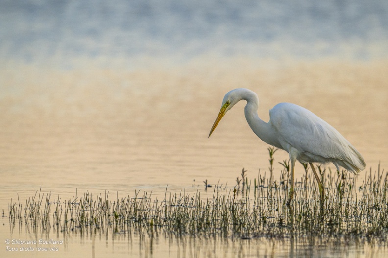 Grande Aigrette (Ardea alba - Great Egret)