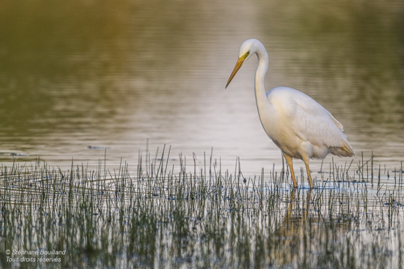 Grande Aigrette (Ardea alba - Great Egret)