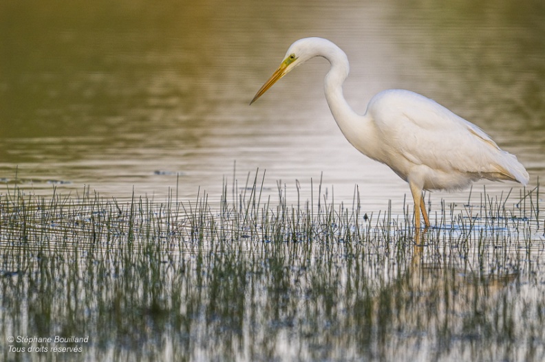 Grande Aigrette (Ardea alba - Great Egret)