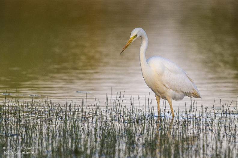 Grande Aigrette (Ardea alba - Great Egret)