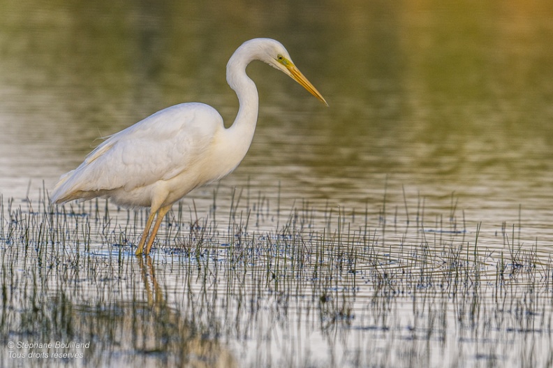 Grande Aigrette (Ardea alba - Great Egret)