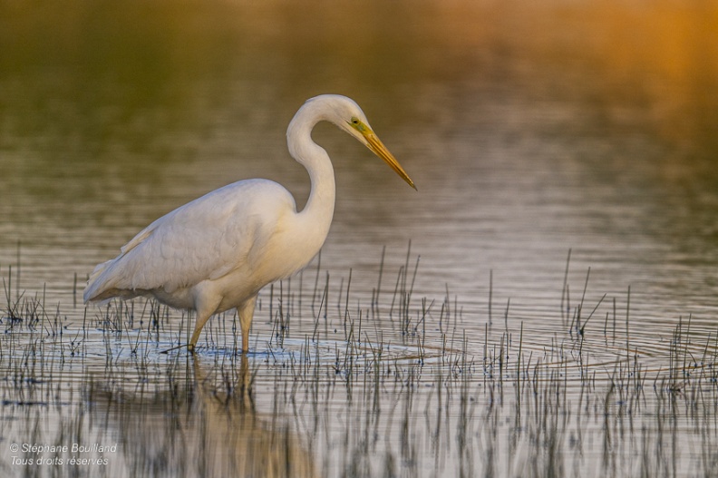 Grande Aigrette (Ardea alba - Great Egret)