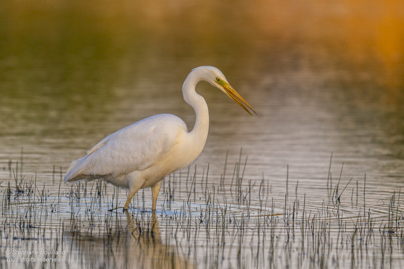 Grande Aigrette (Ardea alba - Great Egret)