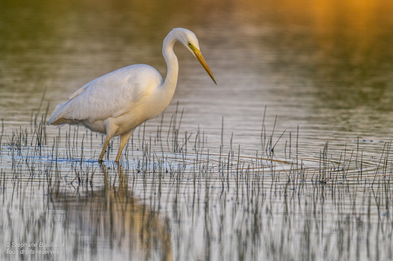 Grande Aigrette (Ardea alba - Great Egret)