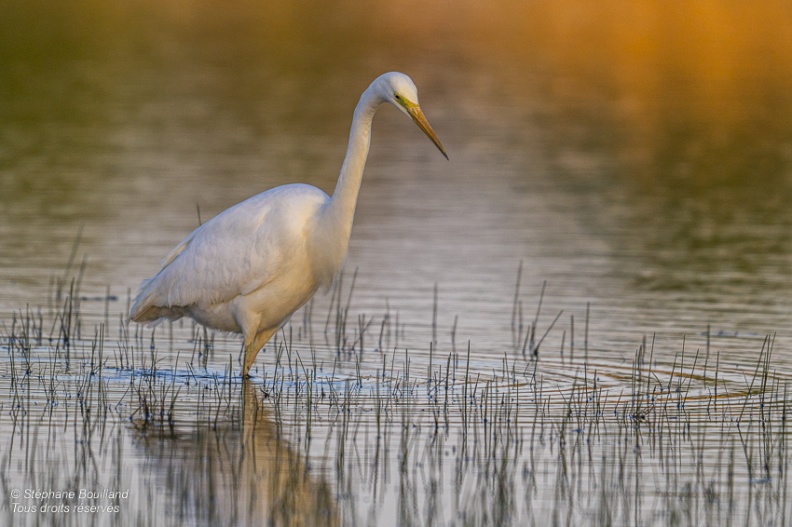 Grande Aigrette (Ardea alba - Great Egret)