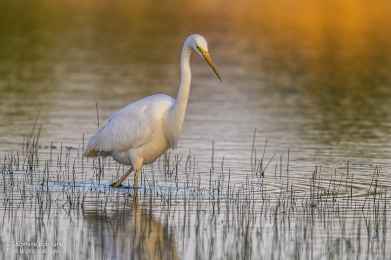 Grande Aigrette (Ardea alba - Great Egret)