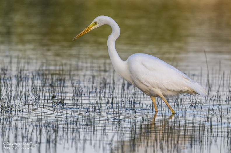 Grande Aigrette (Ardea alba - Great Egret)