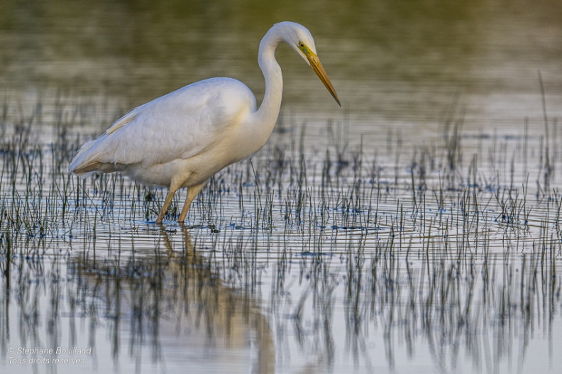 Grande Aigrette (Ardea alba - Great Egret)