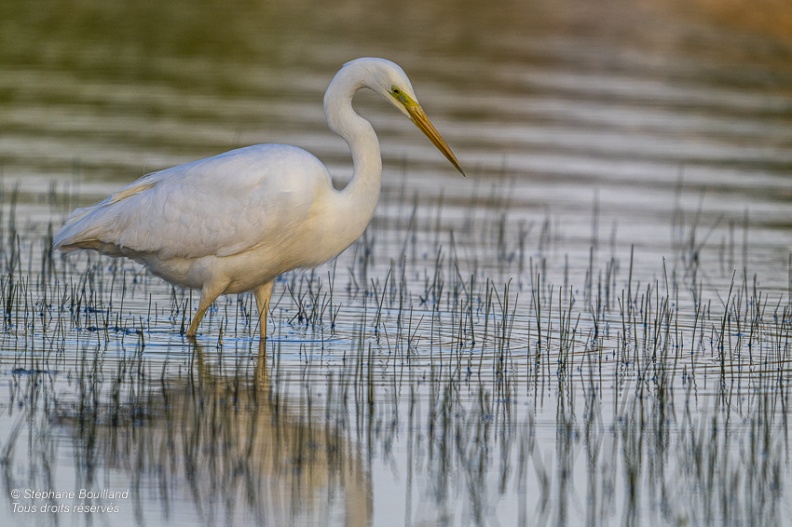 Grande Aigrette (Ardea alba - Great Egret)