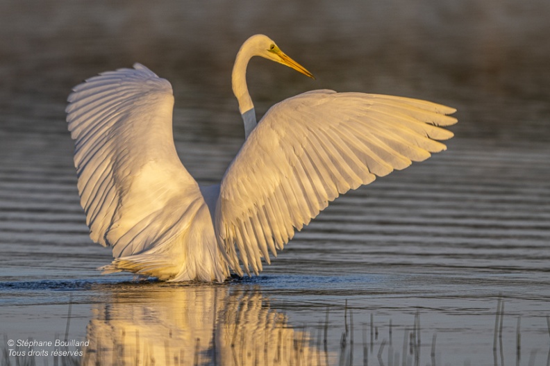 Grande Aigrette (Ardea alba - Great Egret)