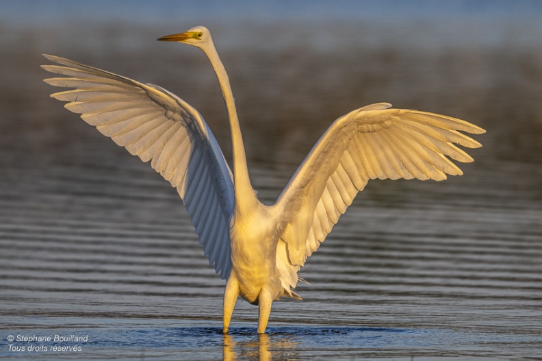 Grande Aigrette (Ardea alba - Great Egret)