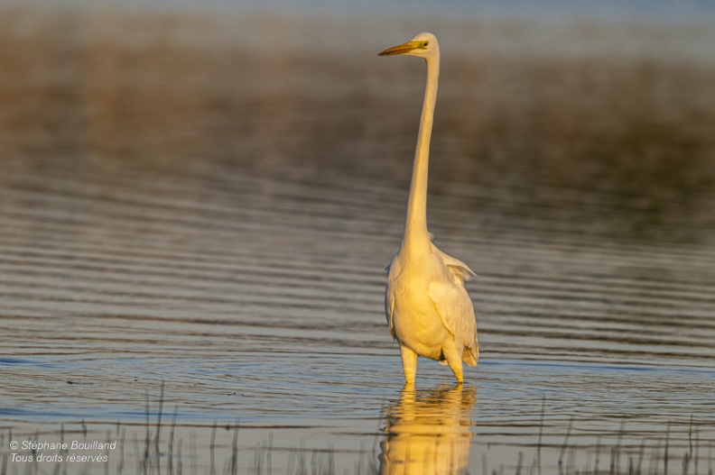 Grande Aigrette (Ardea alba - Great Egret)