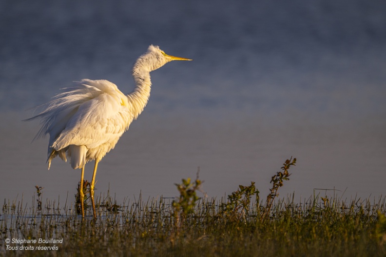 Grande Aigrette (Ardea alba - Great Egret) qui ébouriffe ses plumes