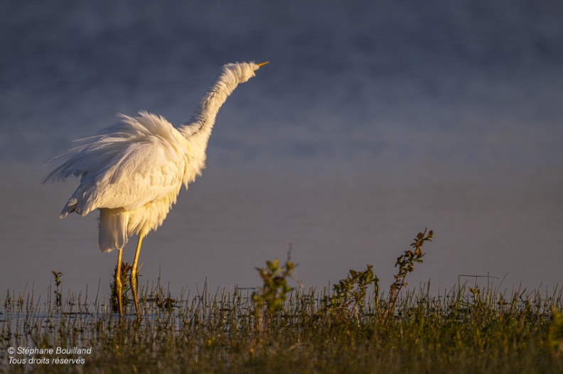 Grande Aigrette (Ardea alba - Great Egret) qui ébouriffe ses plumes