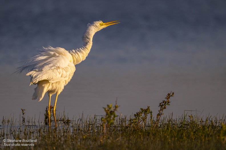 Grande Aigrette (Ardea alba - Great Egret) qui ébouriffe ses plumes