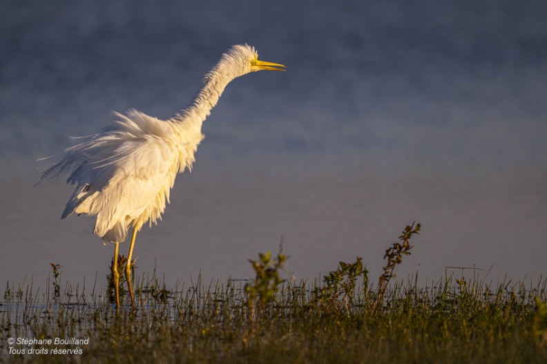 Grande Aigrette (Ardea alba - Great Egret) qui ébouriffe ses plumes