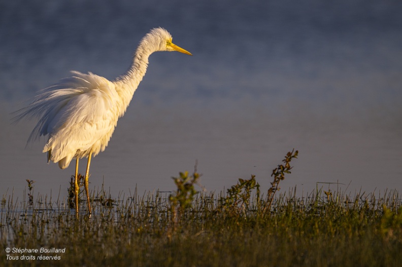 Grande Aigrette (Ardea alba - Great Egret) qui ébouriffe ses plumes