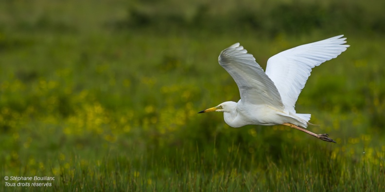 Grande Aigrette (Ardea alba - Great Egret)