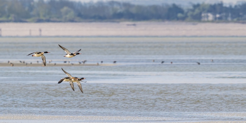 Harle huppé (Mergus serrator - Red-breasted Merganser)