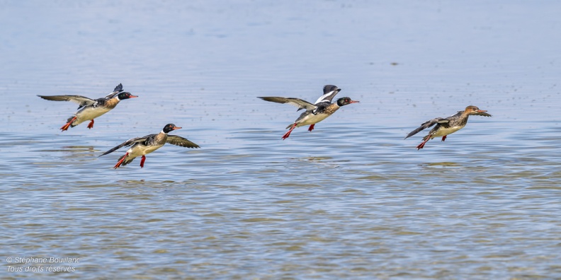 Harle huppé (Mergus serrator - Red-breasted Merganser)