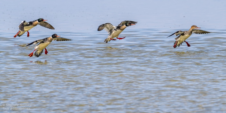 Harle huppé (Mergus serrator - Red-breasted Merganser)