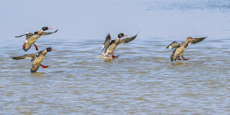 Harle huppé (Mergus serrator - Red-breasted Merganser)