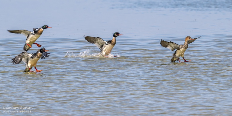 Harle huppé (Mergus serrator - Red-breasted Merganser)