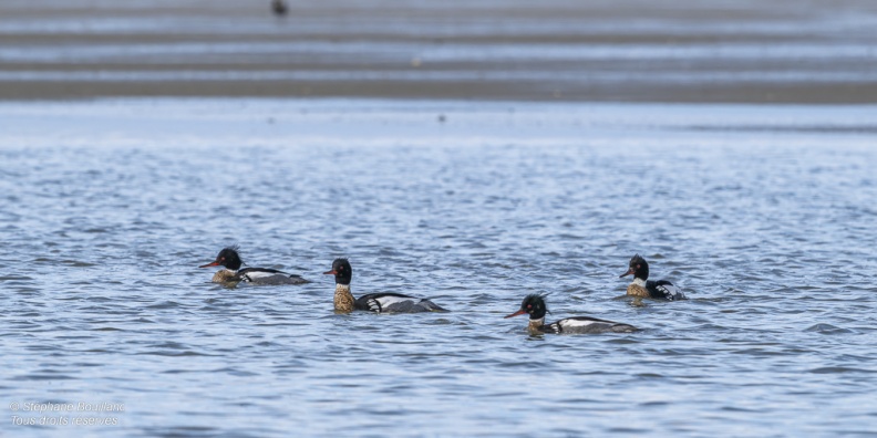 Harle huppé (Mergus serrator - Red-breasted Merganser)