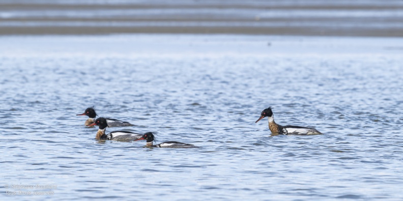 Harle huppé (Mergus serrator - Red-breasted Merganser)