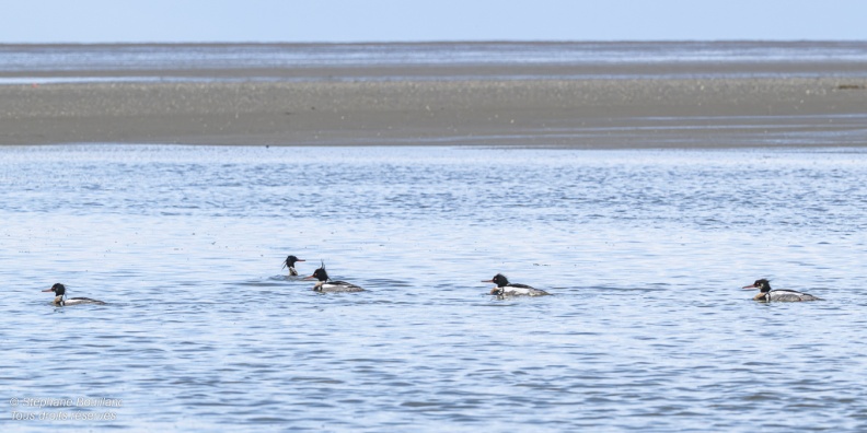 Harle huppé (Mergus serrator - Red-breasted Merganser)