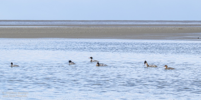 Harle huppé (Mergus serrator - Red-breasted Merganser)