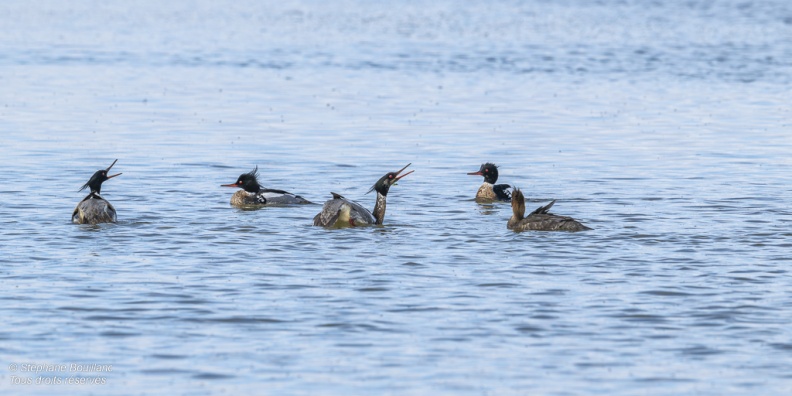 Harle huppé (Mergus serrator - Red-breasted Merganser)