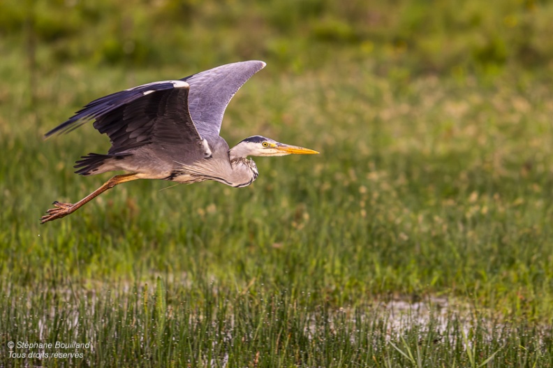 Héron cendré (Ardea cinerea - Grey Heron)