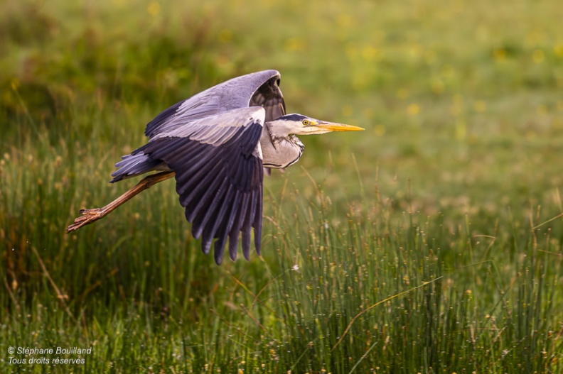 Héron cendré (Ardea cinerea - Grey Heron)