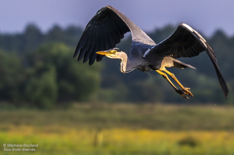 Héron cendré (Ardea cinerea - Grey Heron)