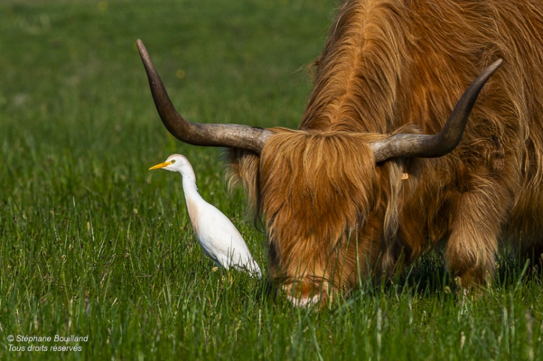 Héron garde-boeufs (Bubulcus ibis - Western Cattle Egret)