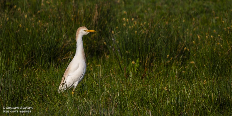 Héron garde-boeufs (Bubulcus ibis - Western Cattle Egret)