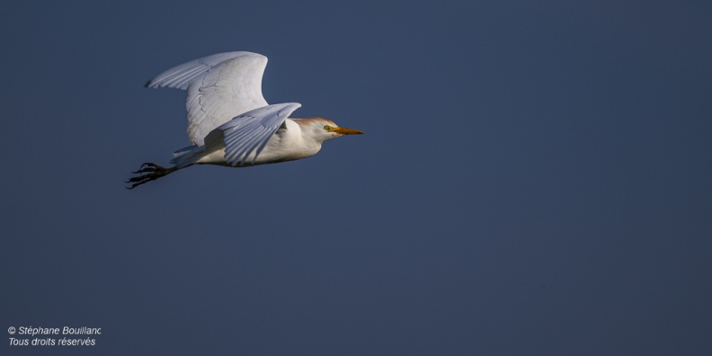 Héron garde-boeufs (Bubulcus ibis - Western Cattle Egret)