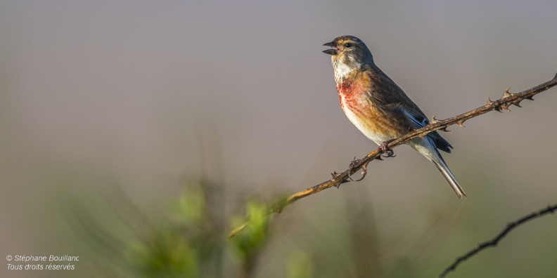 Linotte mélodieuse (Linaria cannabina - Common Linnet) mâle