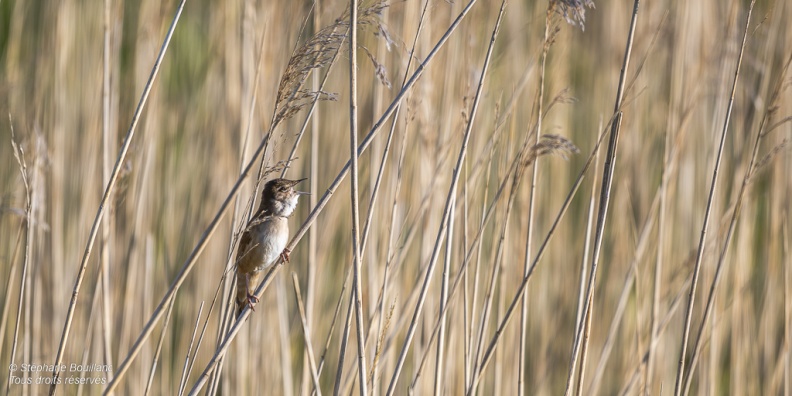 Locustelle luscinioïde (Locustella luscinioides, Savi's Warbler) 