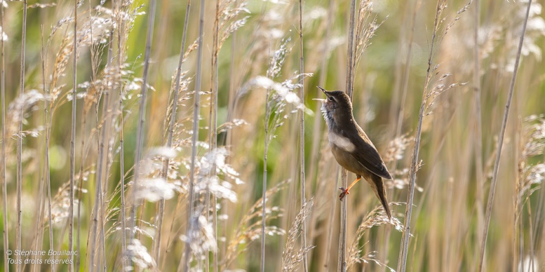 Locustelle luscinioïde (Locustella luscinioides, Savi's Warbler) 