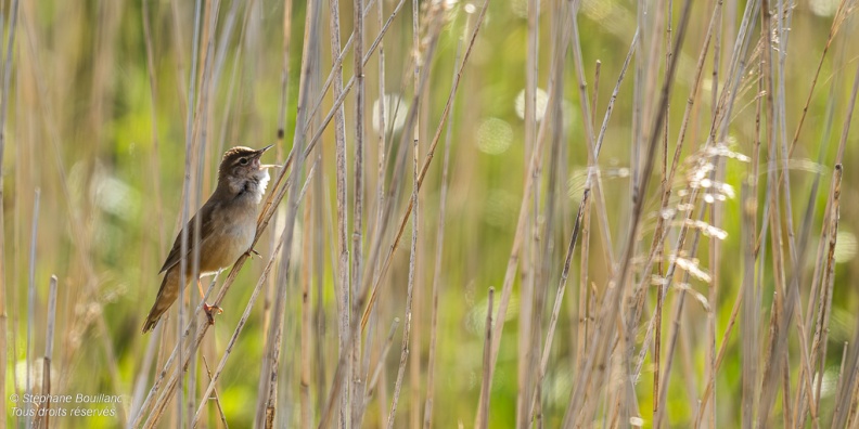 Locustelle luscinioïde (Locustella luscinioides, Savi's Warbler) 